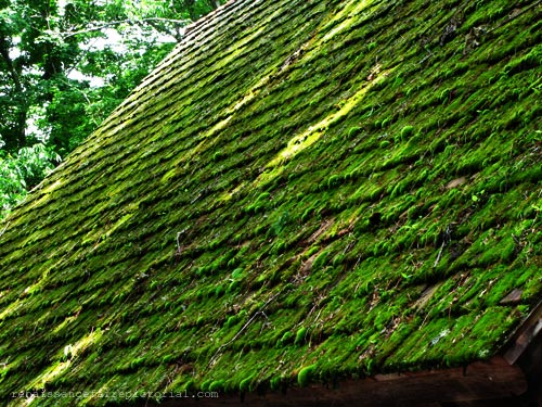 moss covered roof