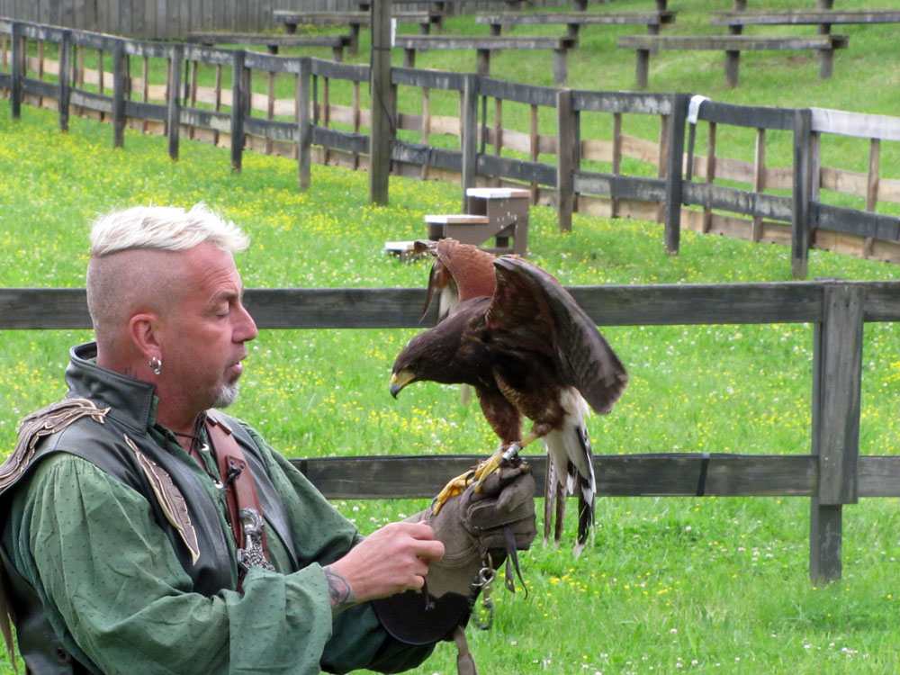 falconer with a harris hawk.