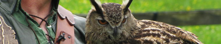 owl sitting on a gloved hand